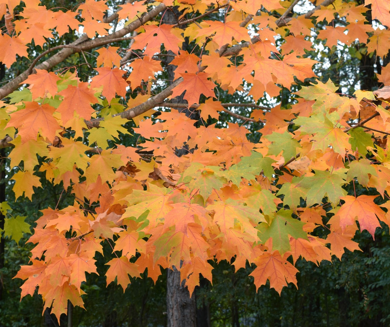 Using Native Plants A Fall Profile Maples