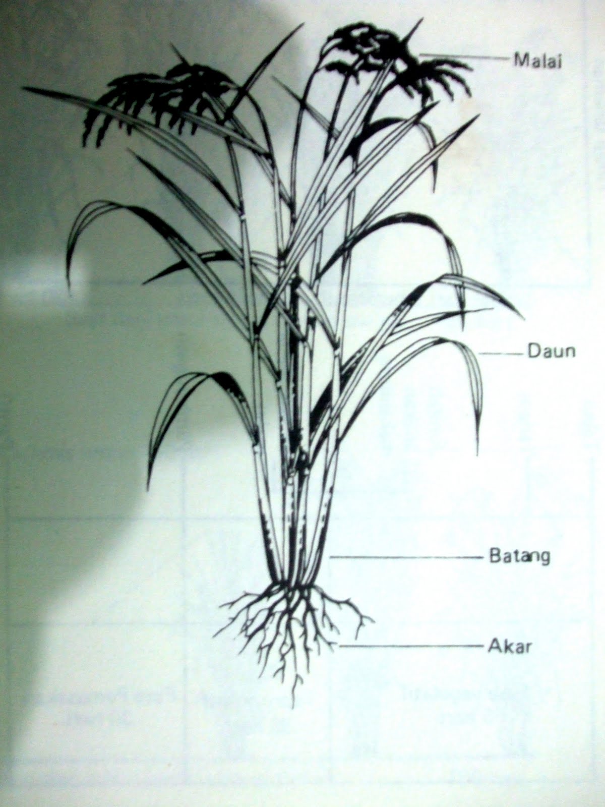 PROSES FISIOLOGI DAN MORFOLOGI PERKECAMBAHAN BENIH: Mei 2011