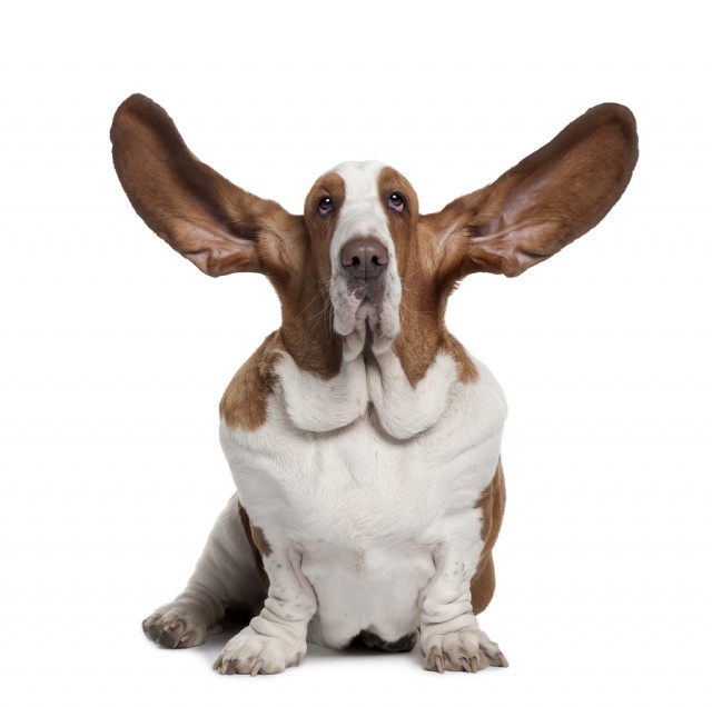 Dog Lovers The Dog Blog Dog Breeds, Training, Adoption & Behavior Ears and Ear Set