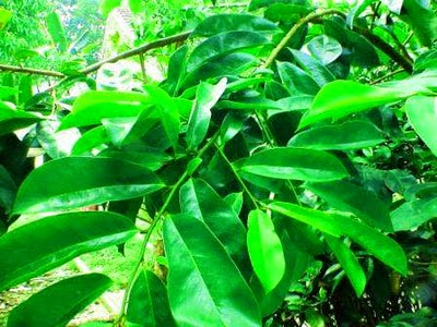 Manfaat Daun Sirsak Manfaat Daun Sirsak