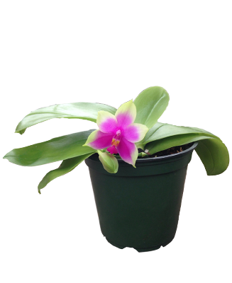 Phalaenopsis Bellina [Anggrek species ]