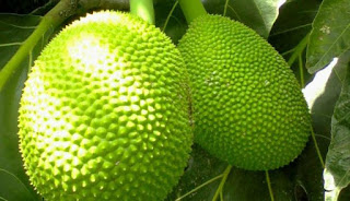 Manfaat Buah Sukun Bagi Kesehatan yang Jarang Diketahui Orang Manfaat Buah Sukun Bagi Kesehatan yang Jarang Diketahui Orang