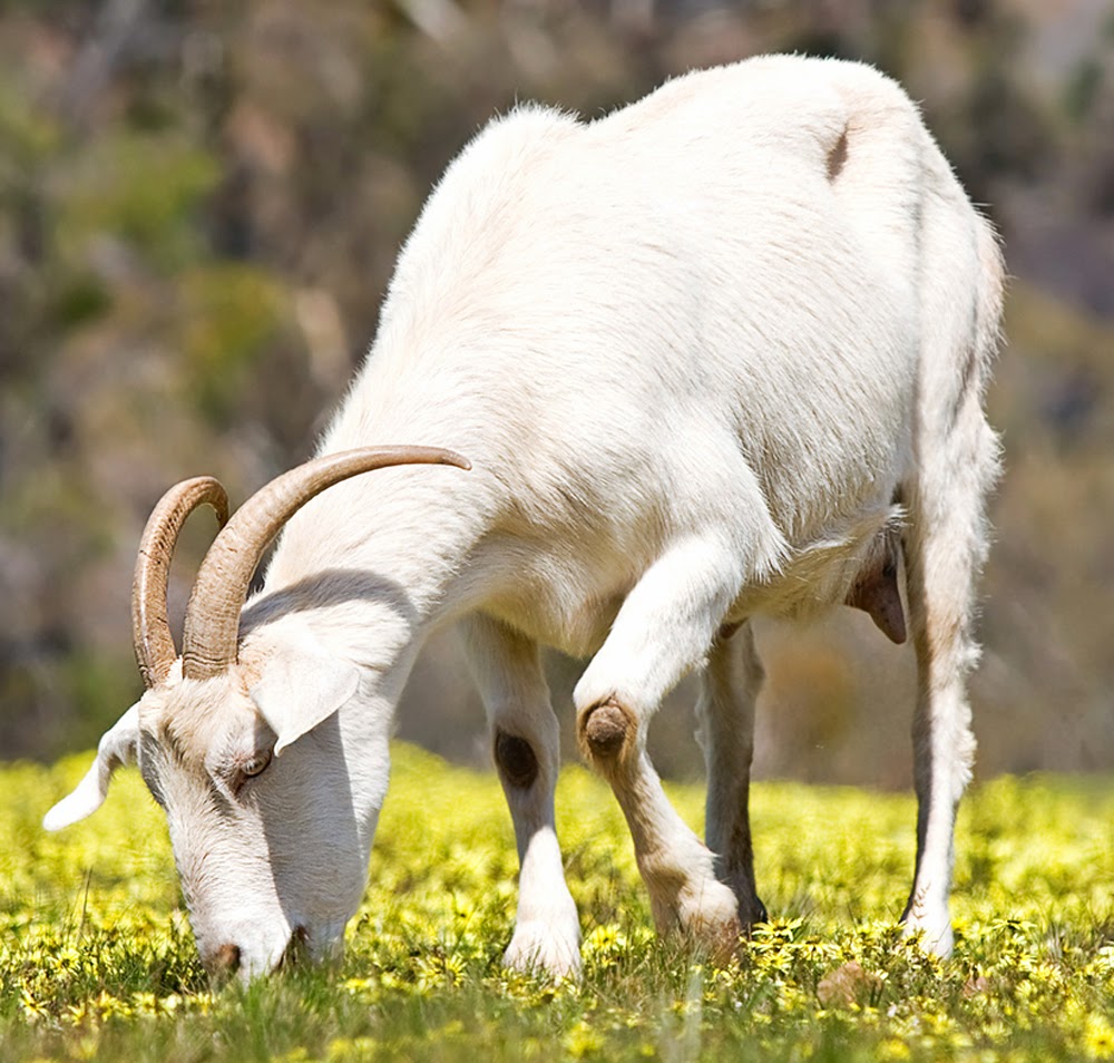 Goat Characteristics Modern Farming Methods