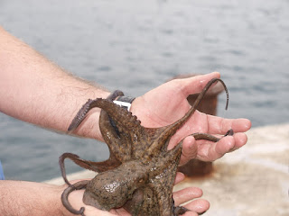 https://pixabay.com/en/octopus-fishing-hands-523654/