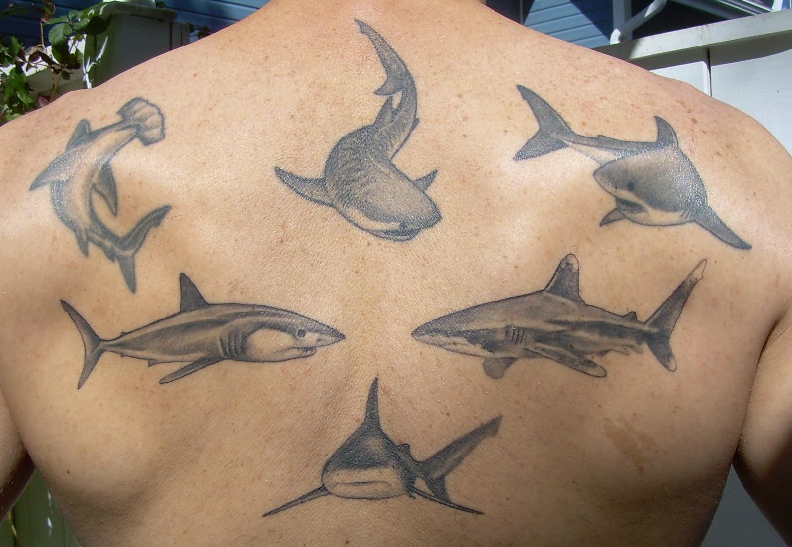 Shark Tattoos on Pinterest | Sharks, Great White Shark and Chinese Tattoos