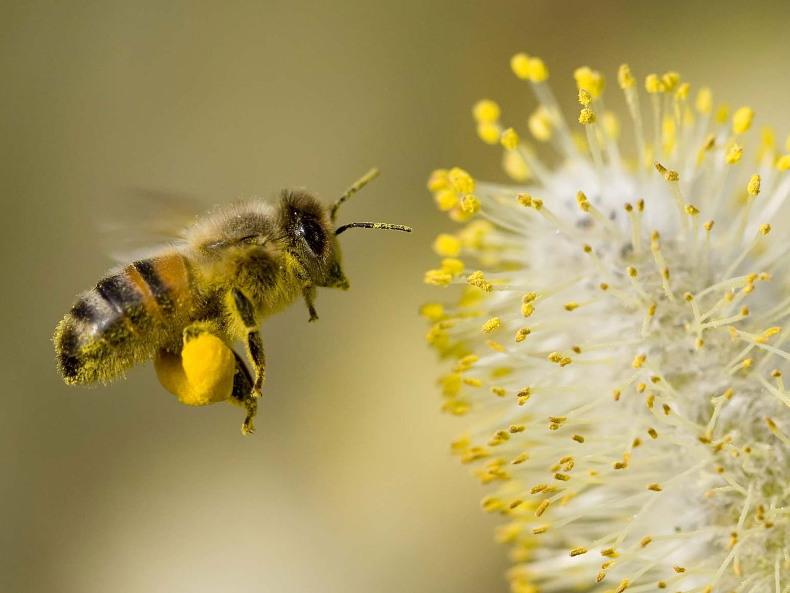 Pollen On Bee