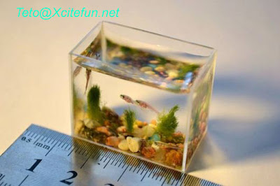 235032%252Cxcitefun-microminiature-art-aquarium-03-copy.jpg