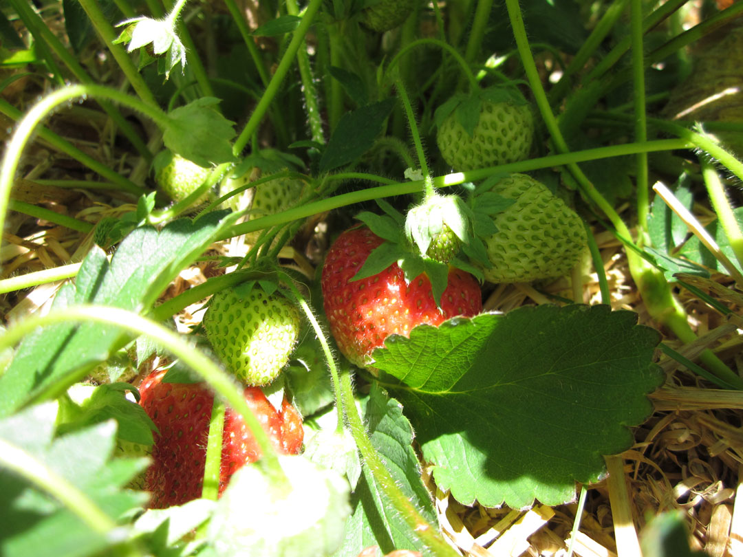 Rebecca Mezoff, Tapestry Artist July 2012