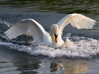 Cisne extendiendo las alas Cisne extendiendo las alas