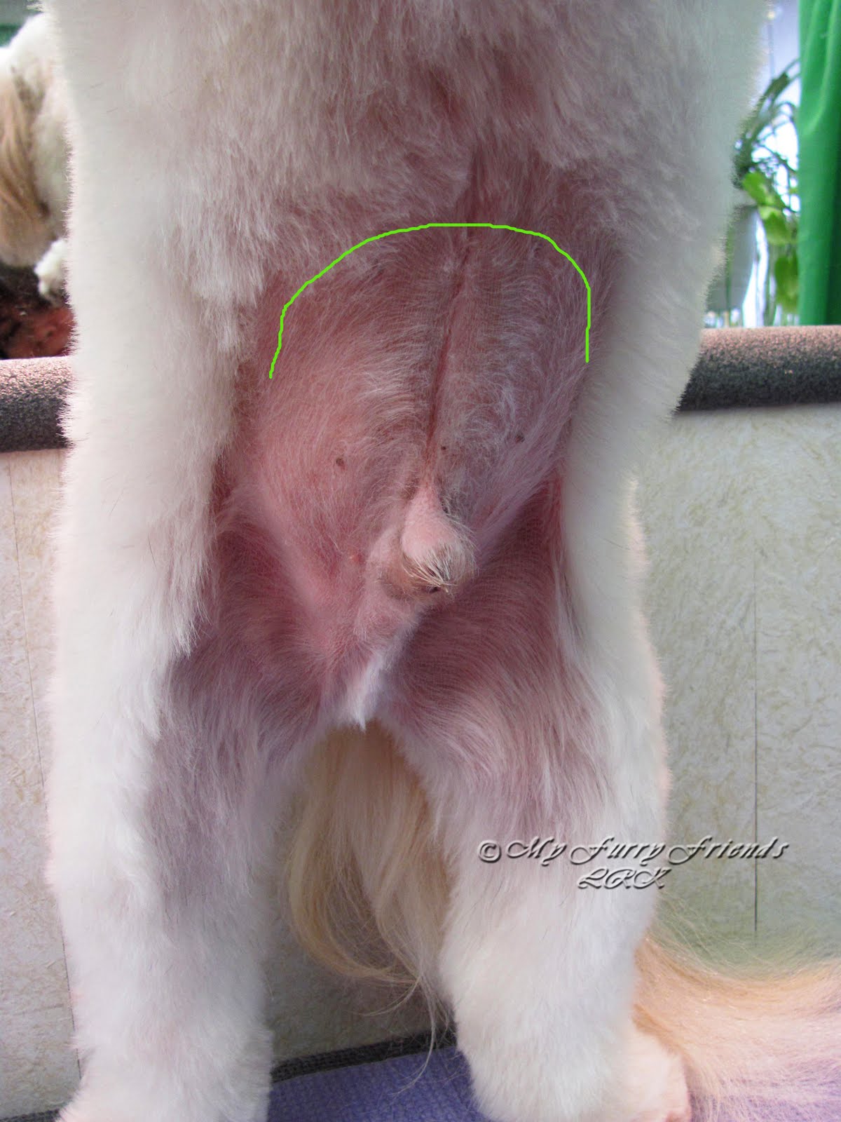 Pet Grooming The Good The Bad The Furry Tuesday S Tip 19 Clipping A Belly