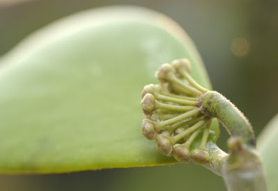 Hoya kerrii flower buds with leaf