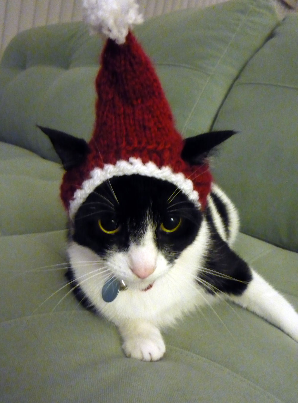 Your Daily Cute Two Cats Tuesday Our Silly Cat Christmas Hat
