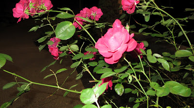 evening roses