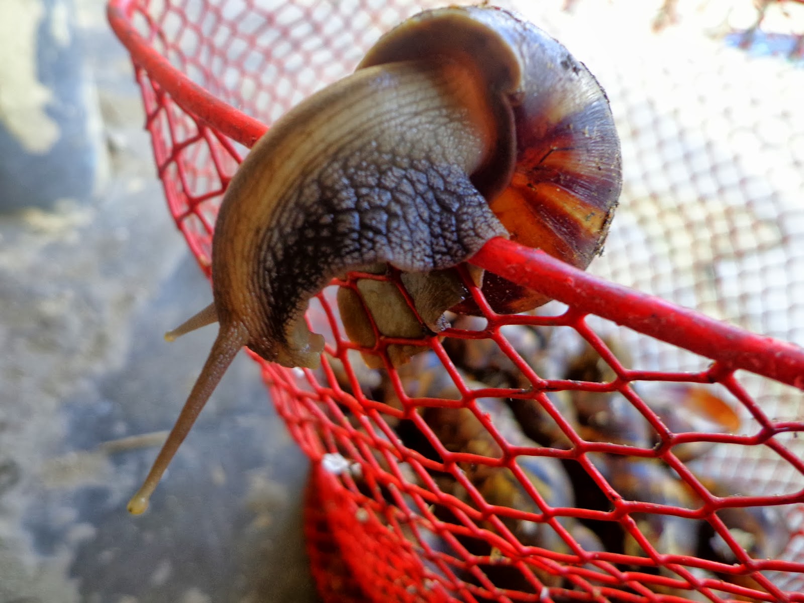 FOODHow to clean and prepare snails a.k.a Congo meat