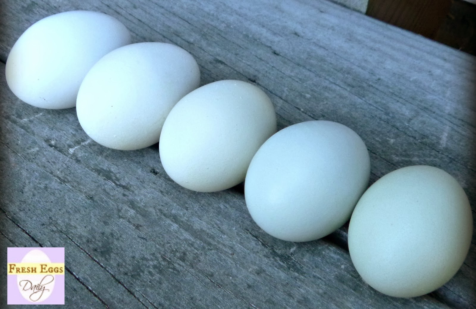 Ameraucana Hatching Chicken Eggs 6 Easter Egger