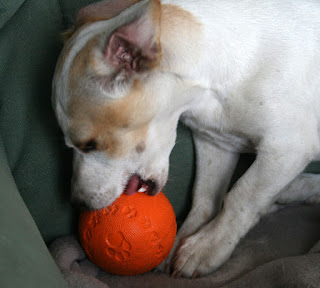 Trying to remove the squeaking thing from the ball Trying to remove the squeaking thing from the ball