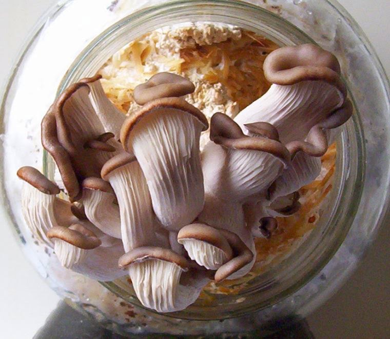 Grow your own mushrooms Oyster mushrooms on coffee groundsLittle