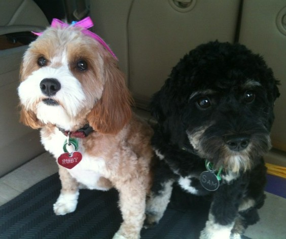 Ruby Cavoodle