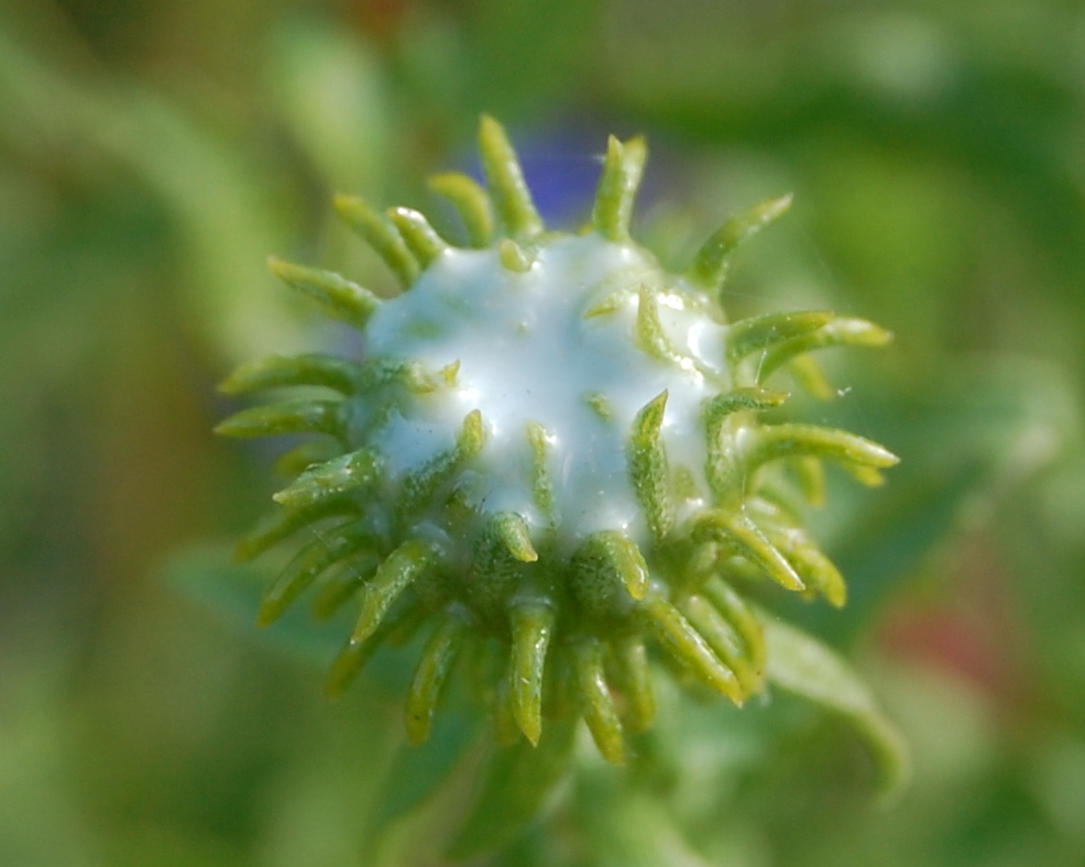 blackoaknaturalist Coming Attractions, Gum Plant and