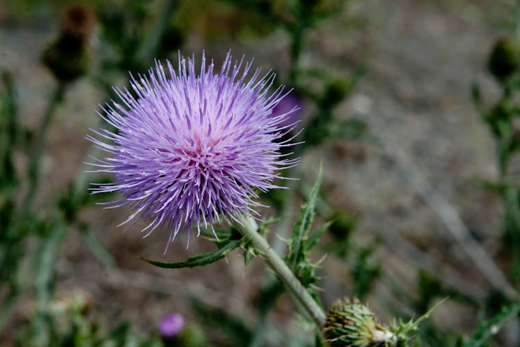 Thistle