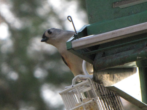 tufted titmouse