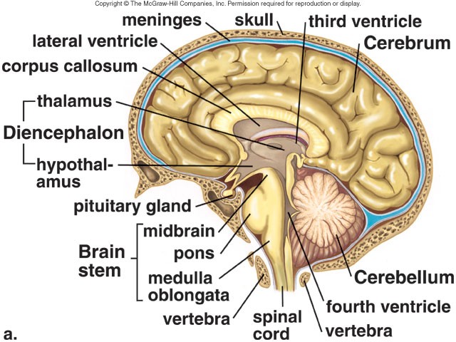 Anatomi Otak Manusia Dan Fungsinya Pdf 124 desktopmotive diasho