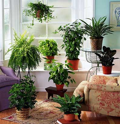 Il mondo in un giardino: piante utili contro linquinamento domestico Piante contro l umidità