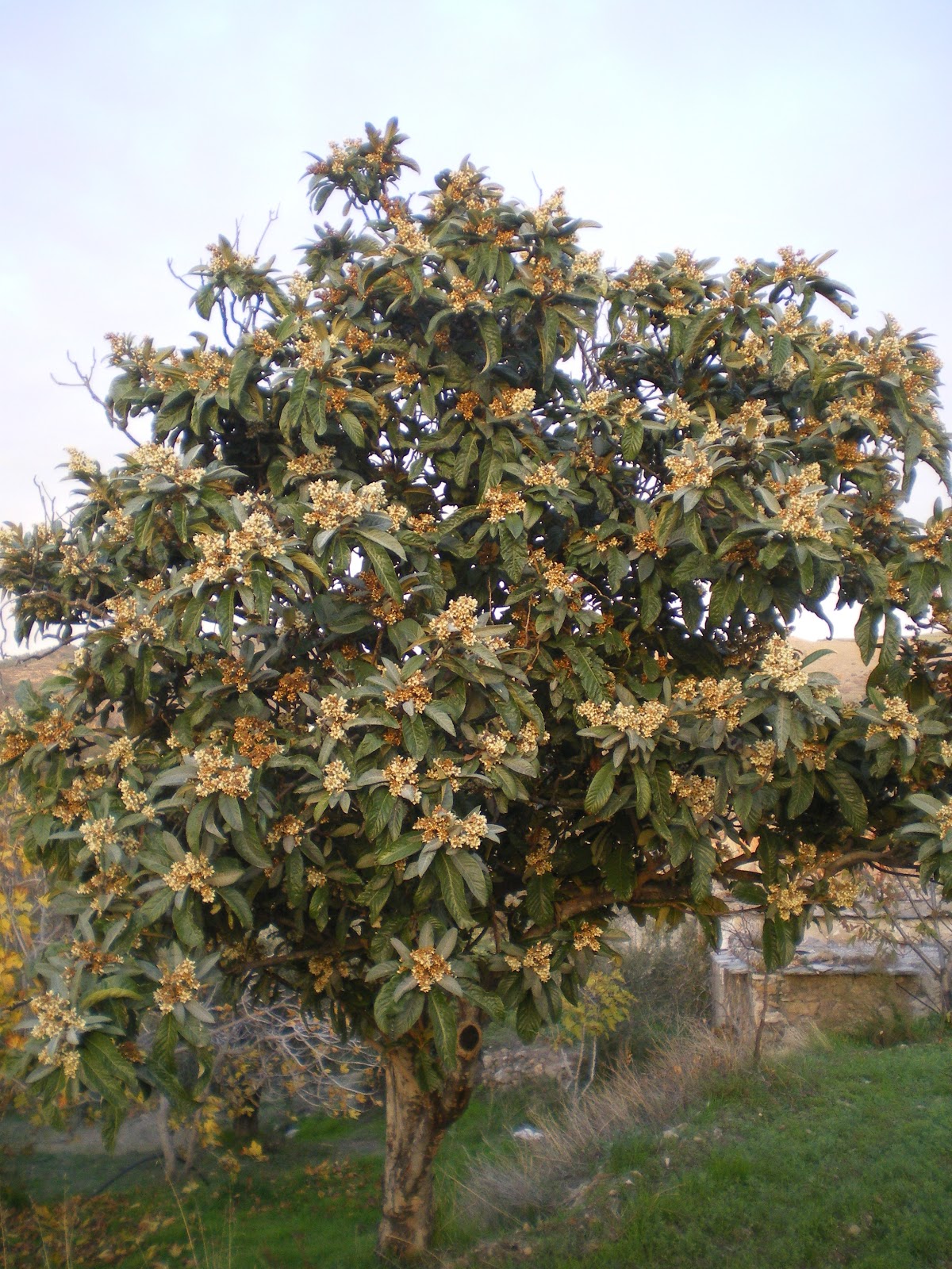 Vicki Bray The nispero tree.