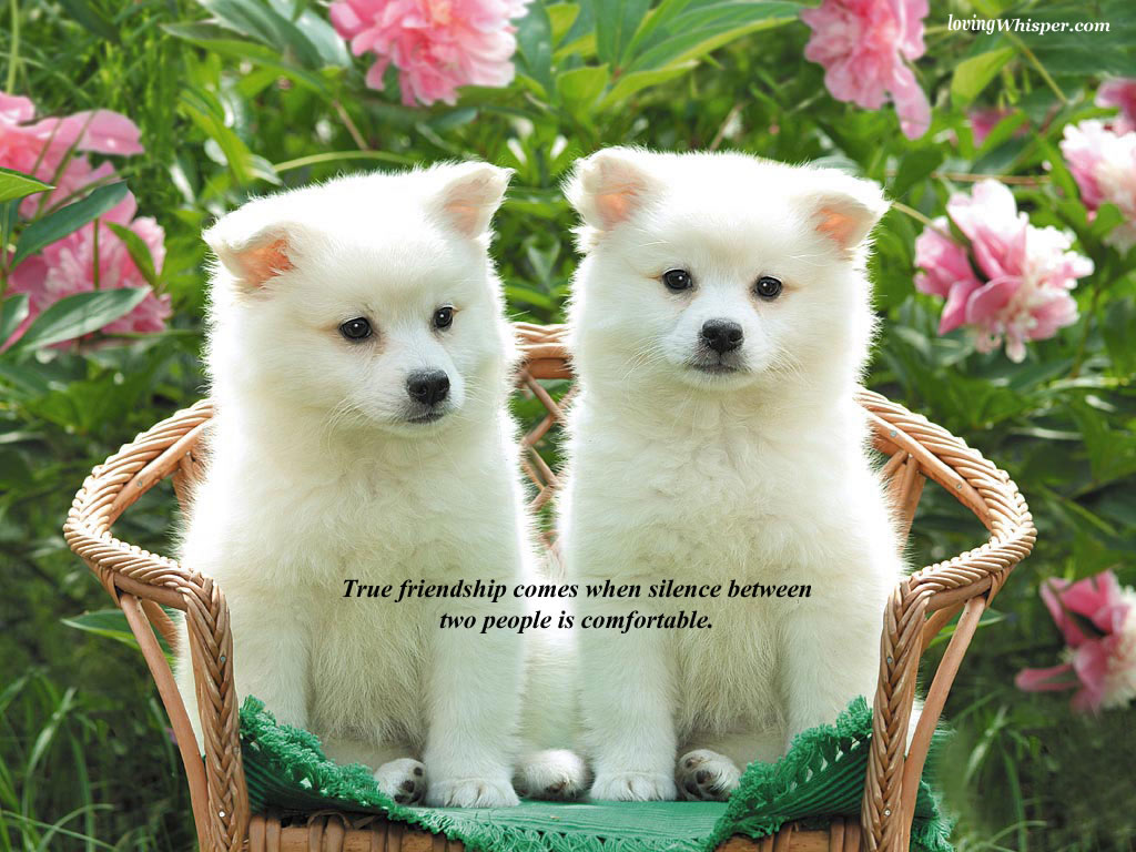 http://4.bp.blogspot.com/-iA4rW4OaTd0/UBAtTgUg4VI/AAAAAAAAEYY/EBvRsVYuGcM/s1600/friendship+(4).jpg