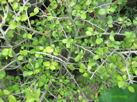 Sputnik Spectacles: Garden of Medicine