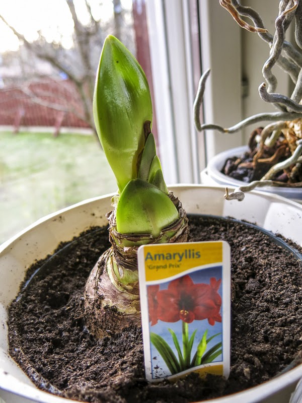 amaryllis amaryllis