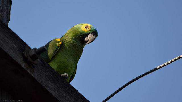 Blue-fronted Amazon Amazona aestiva aestiva Papagaio-verdadeiro Amazona Frentiazul