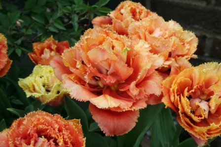 Andy McIndoe&rsquo;s Designer&rsquo;s Diary: September 2012