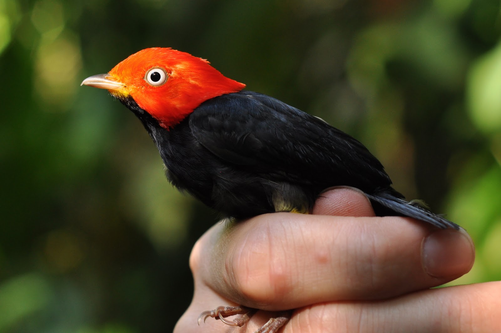 red capped manakin