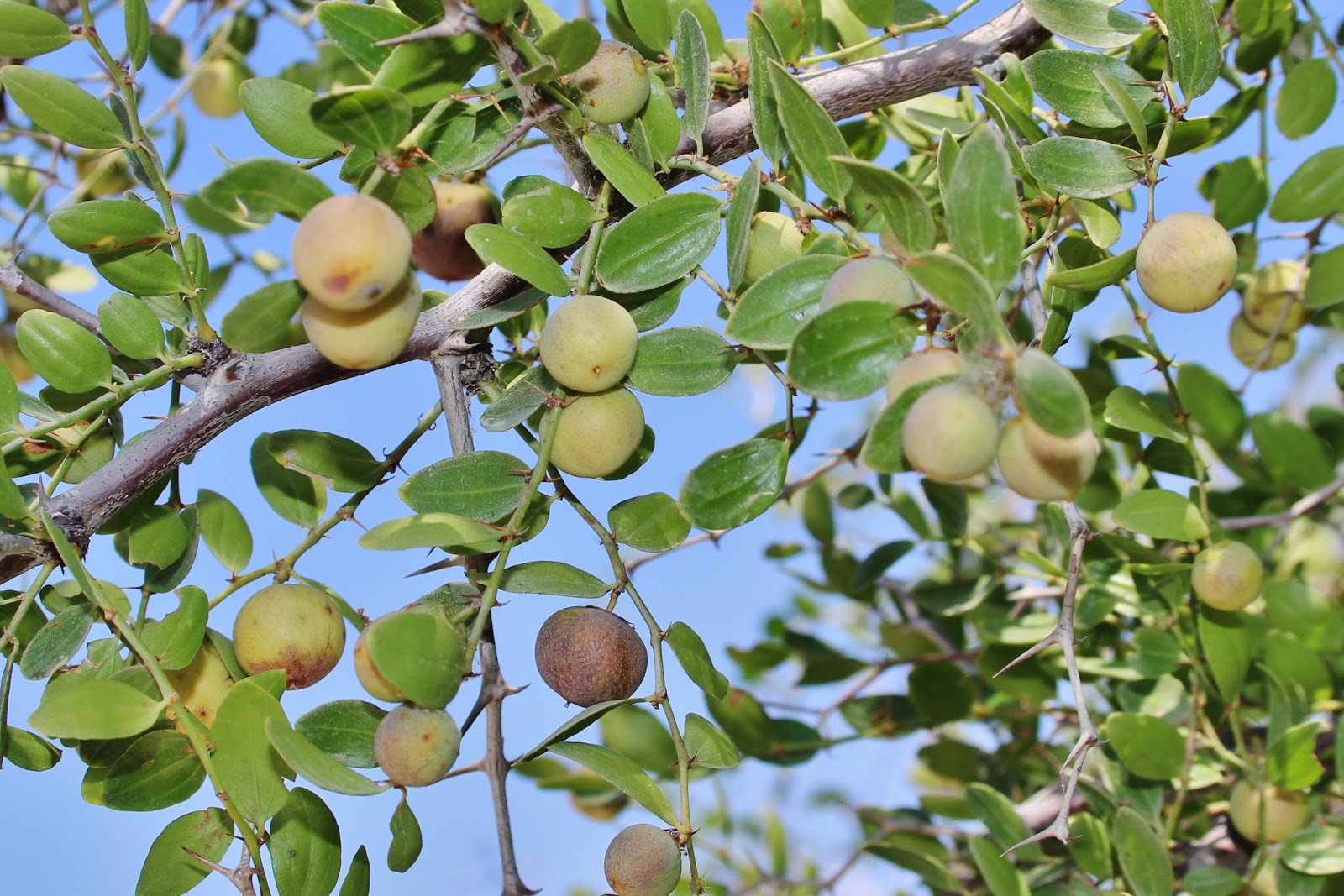 Biodiversity of Cyprus by NGO Protection of the Natural Heritage and