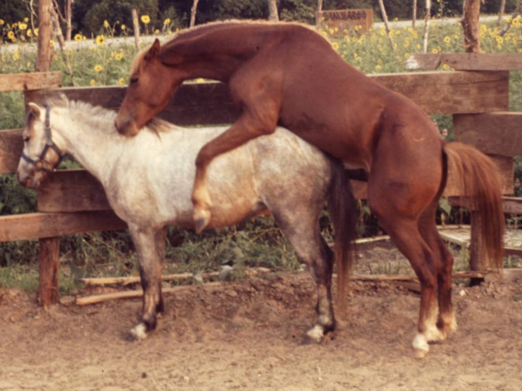 Секс Шлюха С Лошадями