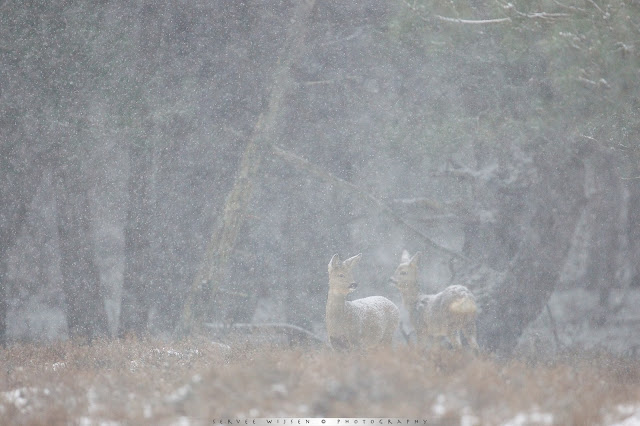 Reeën in sneeuwbui - Roe Deer in Snow Blizzard