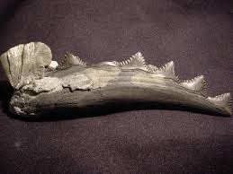 Carboniferous fishes