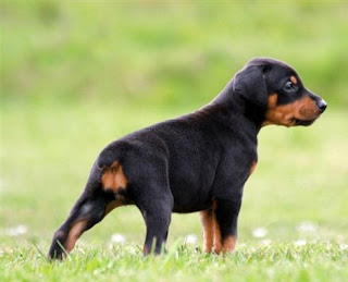 Doberman Pinscher Puppy Picture Doberman Pinscher Puppy Picture