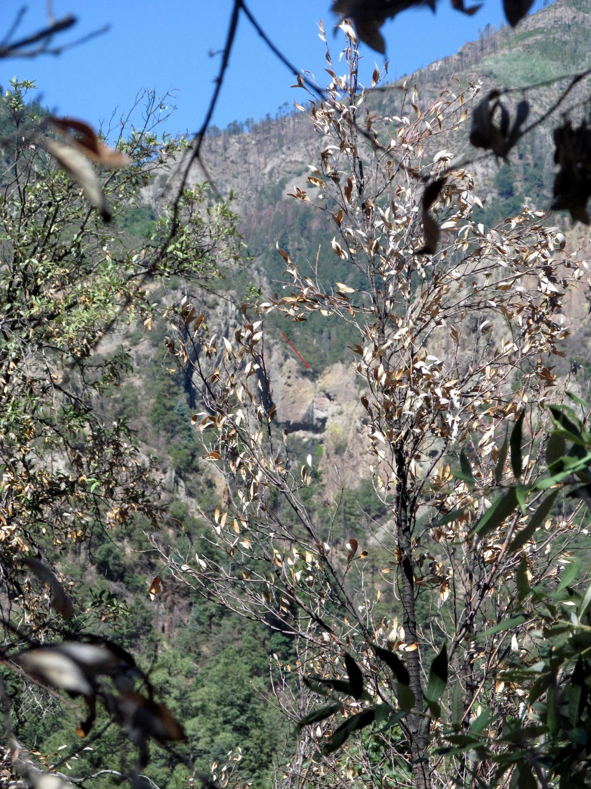 Cave Creek Falls chiricahua mountains waterfall
