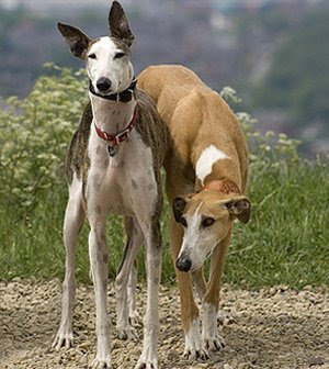 Dog Breeds Greyhound