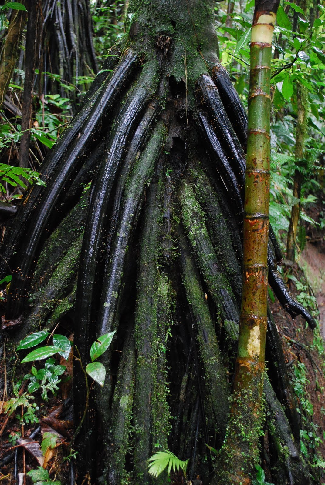 Wanderlust Traveler: La Fortuna and Arenal, Costa Rica