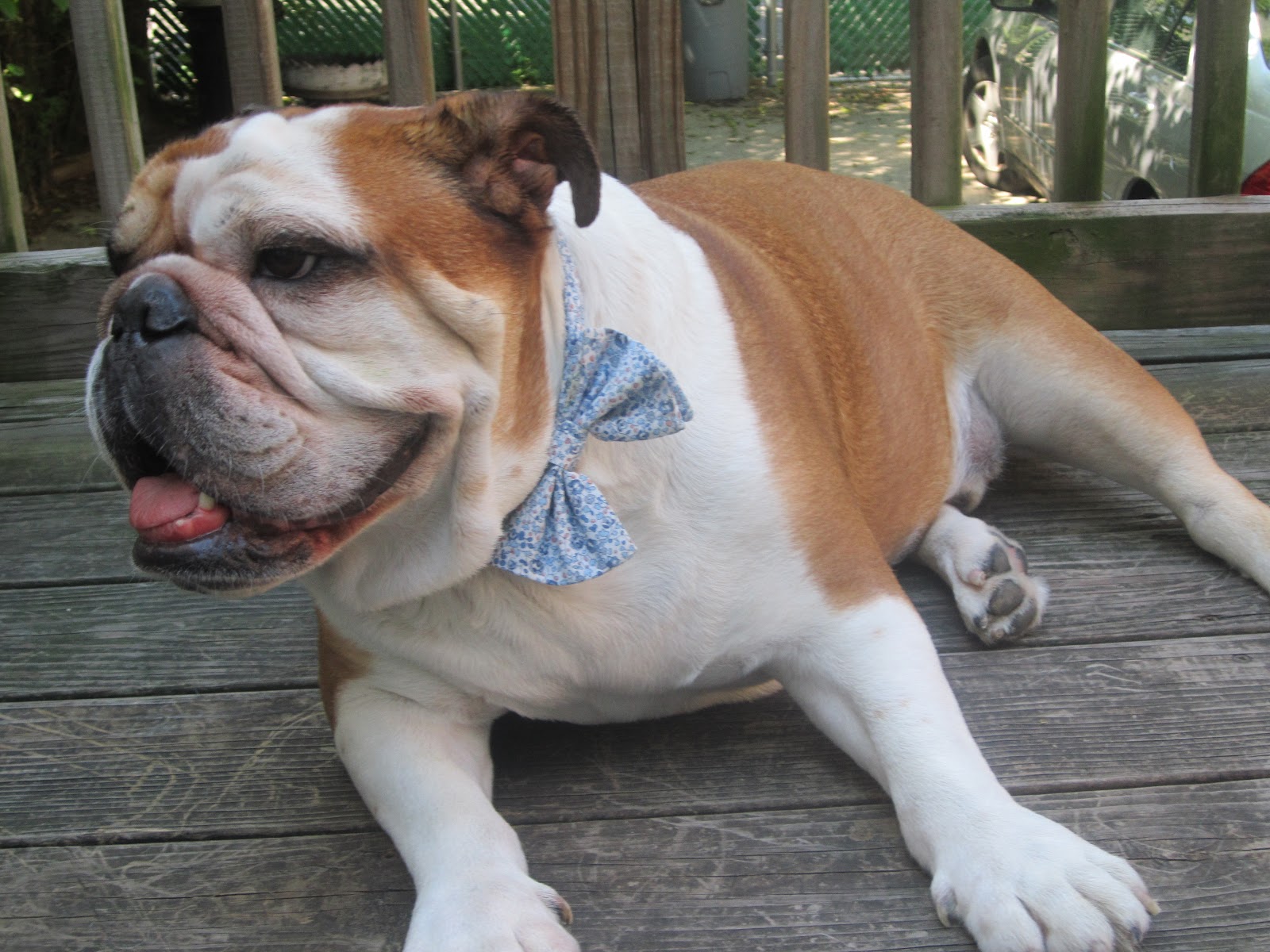 Urban Hounds Bulldogs and Bow Ties