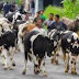 SAPI KAWIN BIKIN JALAN MACET SAPI KAWIN BIKIN JALAN MACET
