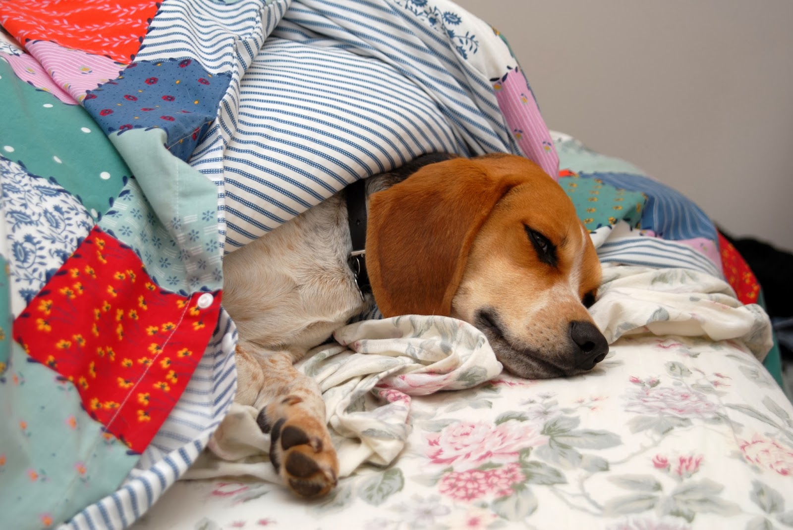 Small Animal Talk Three things I learned urinary incontinence in dogs