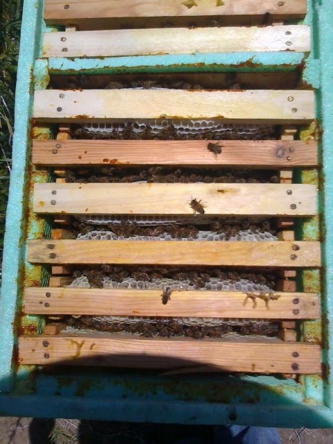 my life : kestane dönemi