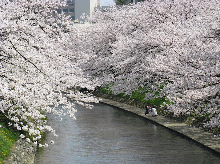 Cherry Blossom Matsu Riverside Toyama City Toyama prefecture Japan