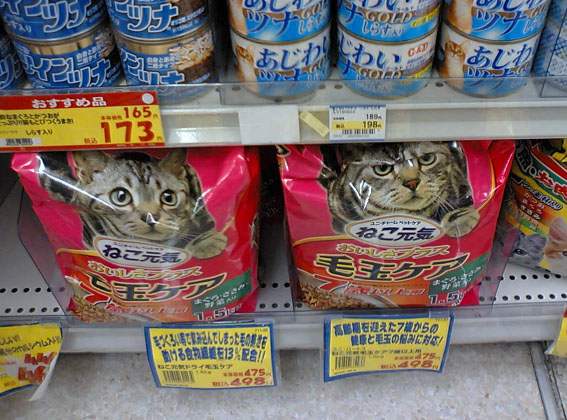 Happy and Unhappy Cat