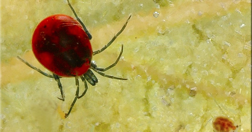 The Home Bug Garden: Red Pond Mites: An anodyne for a gray day