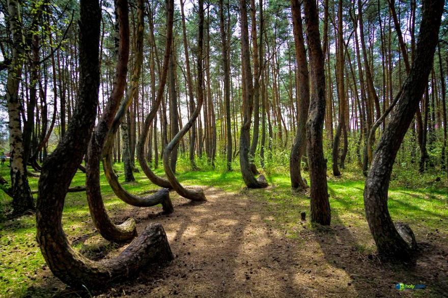 22 Mysterious Forests I’d Love To Get Lost In